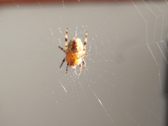 Araneus diadematus