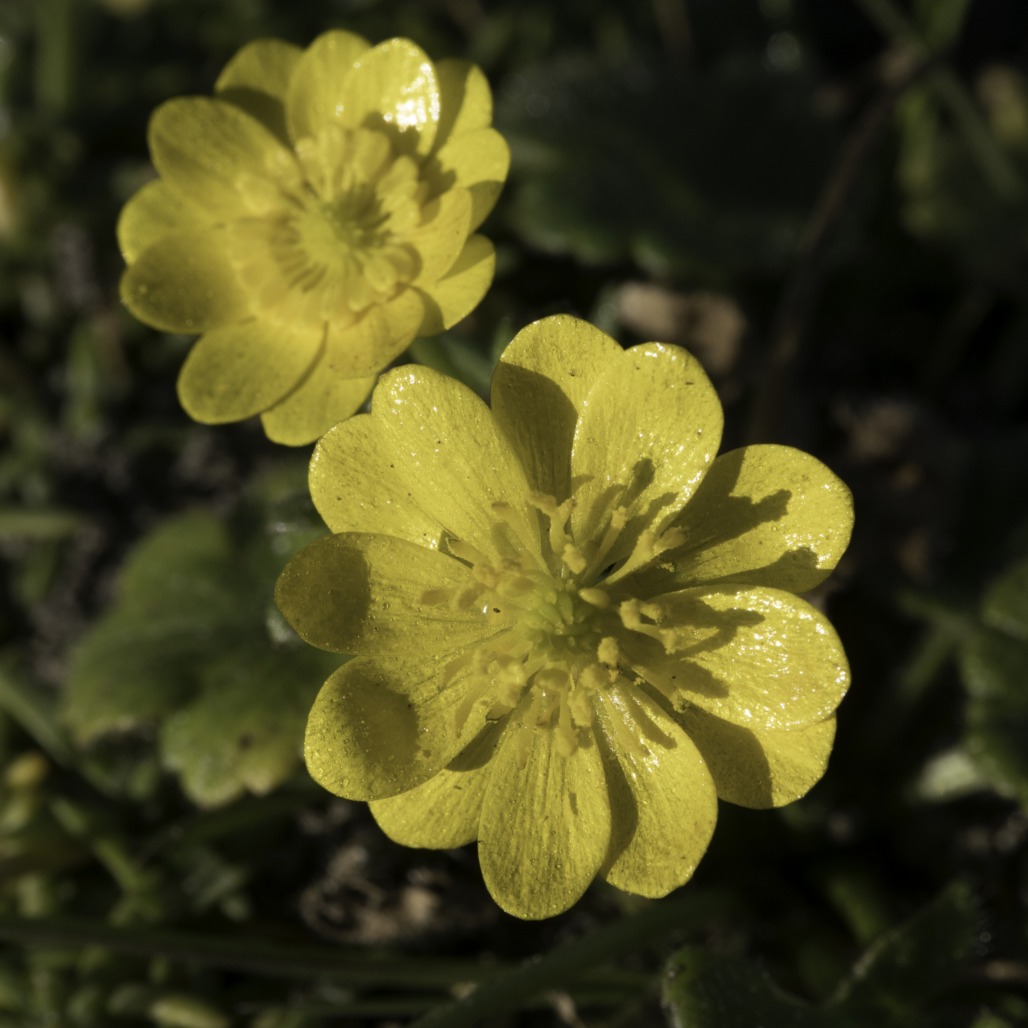 Ranunculus californicus var. cuneatus