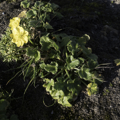 Ranunculus californicus cuneatus