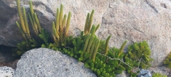 Austrolycopodium magellanicum