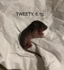 Melomys burtoni