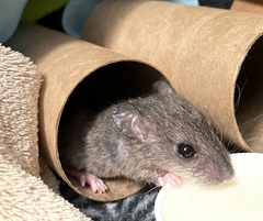 Melomys burtoni