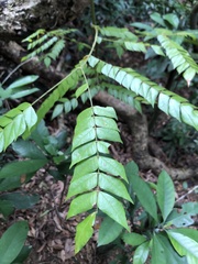 Archidendron clypearia