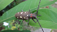 Batocera rubus