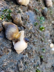 Crepidula adunca