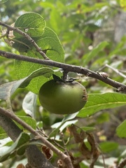 Diospyros sphaerantha