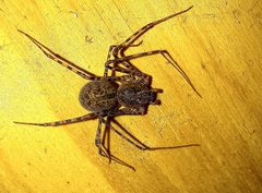 Scytodes globula