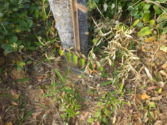 Rubus corchorifolius