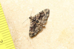 Eucymatoge peplodes