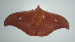 Syntherata leonae