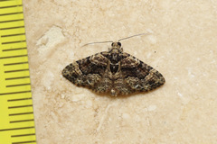 Eucymatoge peplodes