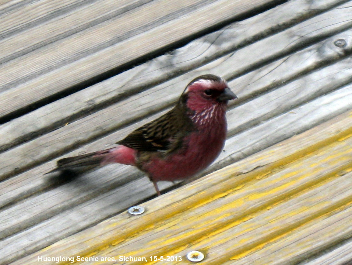 Chinese White-browed Rosefinch
