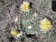 Coryphantha pycnacantha