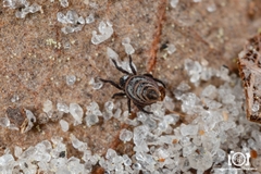 Neoliodidae