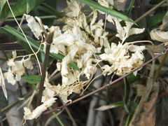 Lygodium japonicum