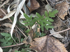 Lygodium japonicum