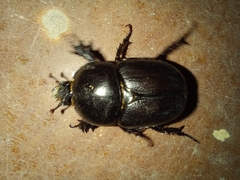 Diloboderus abderus