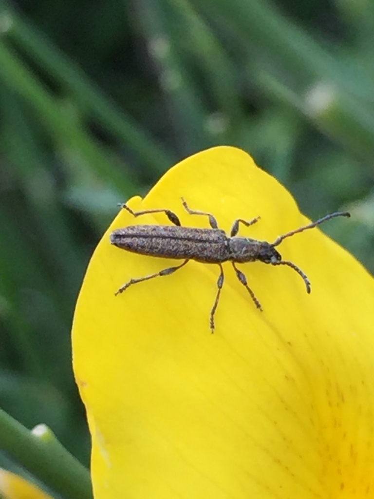 Deilus