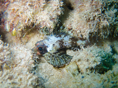 Dendrochirus barberi