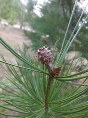 Pinus bungeana