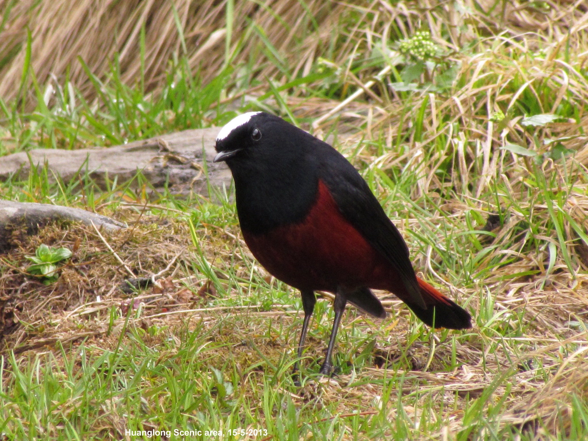 White-capped Redstart