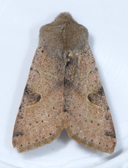 Orthosia behrensiana