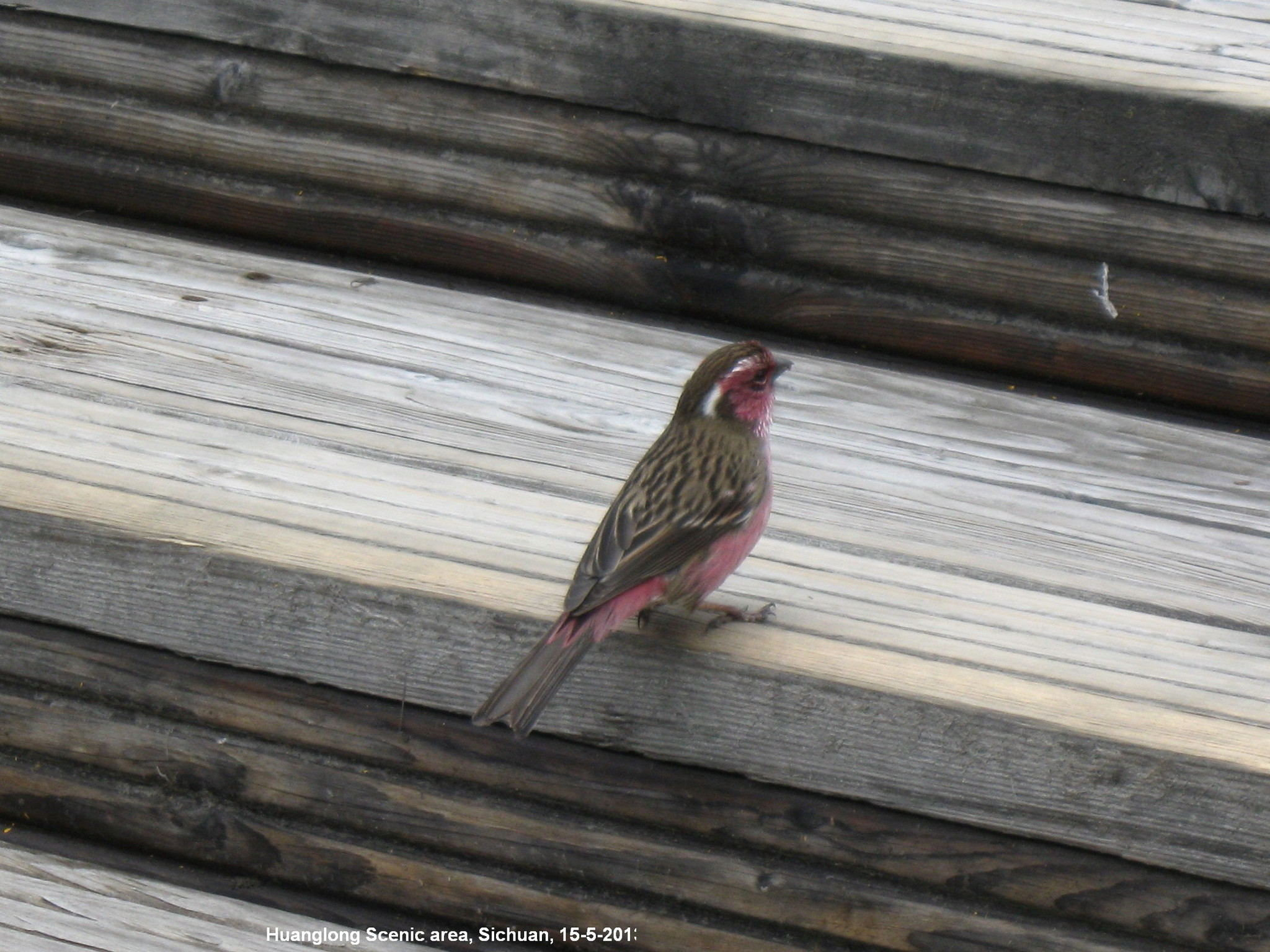 Chinese White-browed Rosefinch