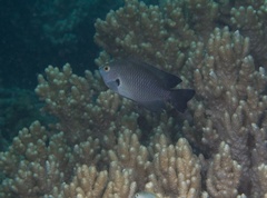 Pomacentrus brachialis