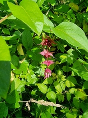 Leycesteria formosa
