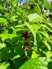 Leycesteria formosa