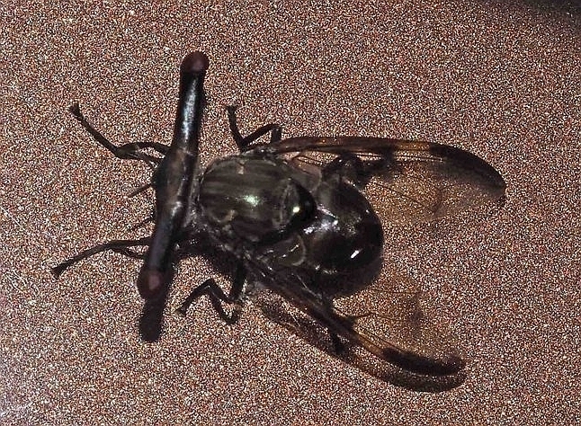 Achias australis
