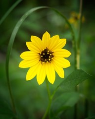 Helianthus agrestis