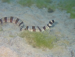 Myrichthys colubrinus