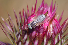 Terellia fuscicornis