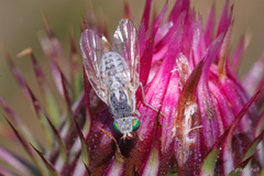 Terellia fuscicornis