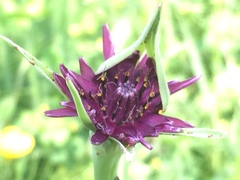 Tragopogon porrifolius