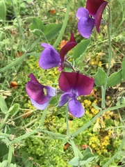 Lathyrus odoratus