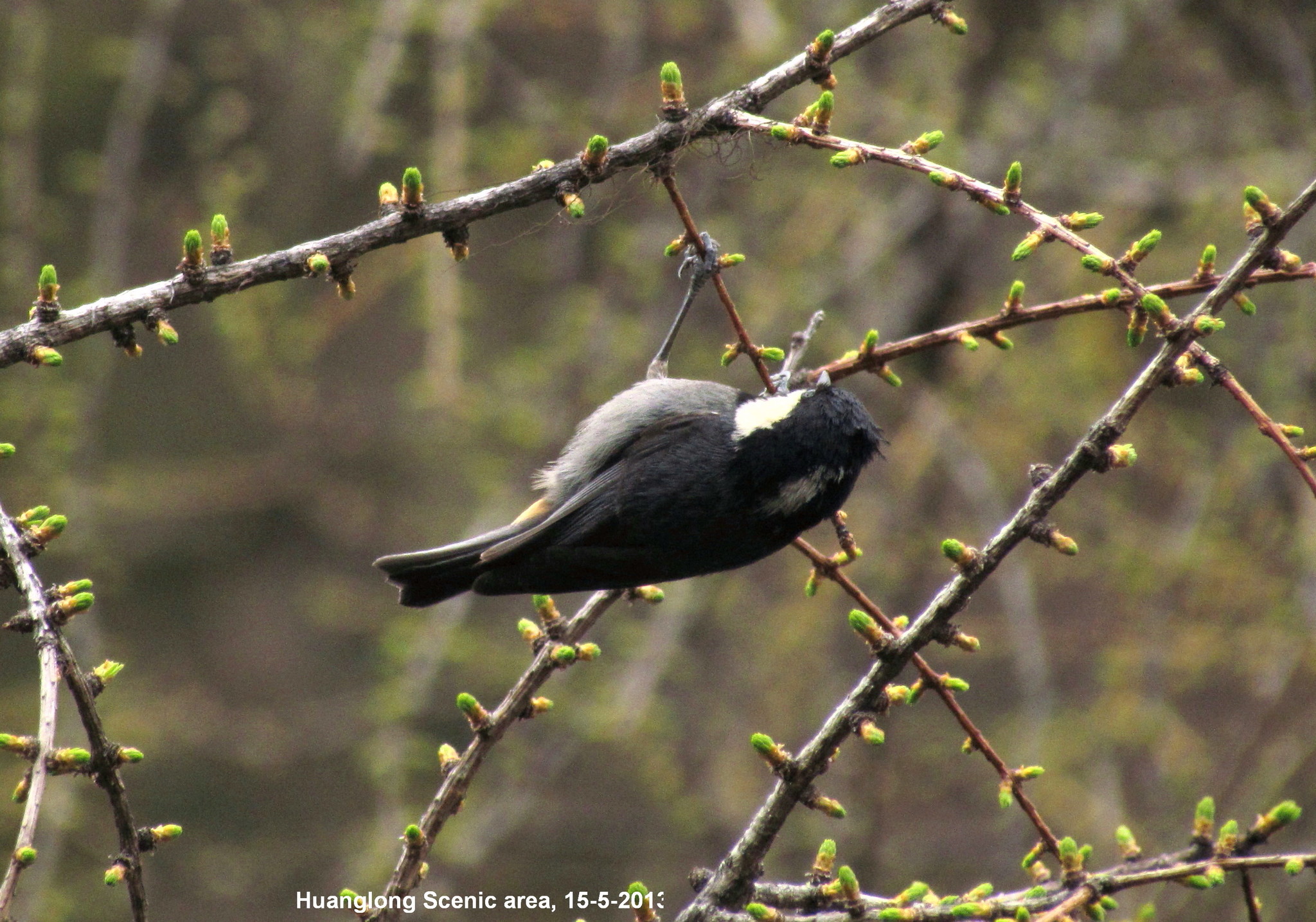 Rufous-vented Tit