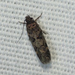 Gelechiini