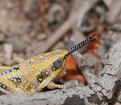 Monistria discrepans