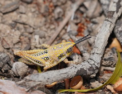 Monistria discrepans