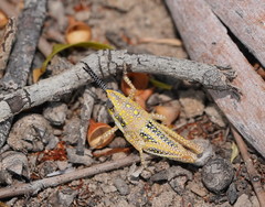 Monistria discrepans