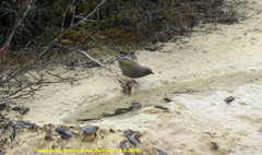 Trochalopteron elliotii