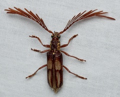 Piesarthrius marginellus