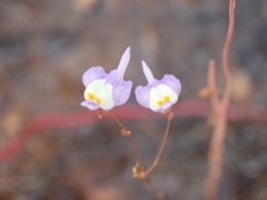 Utricularia minutissima