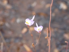 Utricularia minutissima
