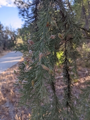 Jacksonia furcellata