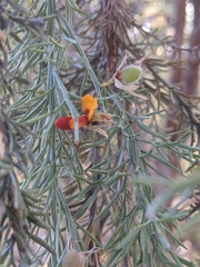 Jacksonia furcellata