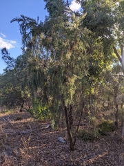 Jacksonia furcellata