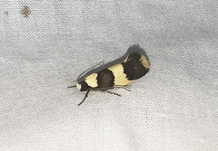 Telecrates laetiorella